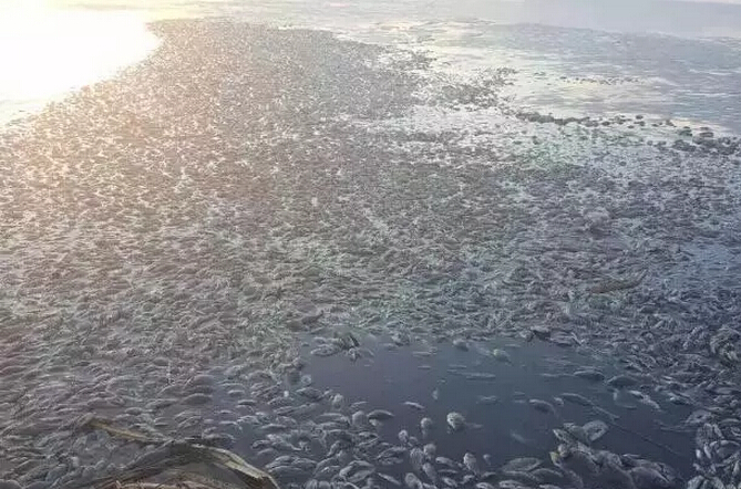 大量鱼死亡